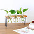 Hydroponic Plant Vase Transparent Flower Pot Wooden Frame - millionsource