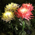 Solar Chrysanthemum Flowers Lights Garden Stake Lights Decor - millionsource